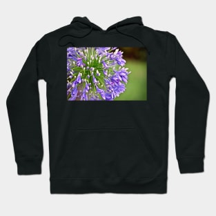 Agapanthus (African Lily) Hoodie